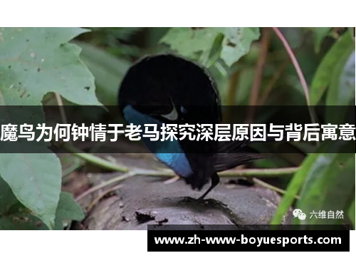 魔鸟为何钟情于老马探究深层原因与背后寓意